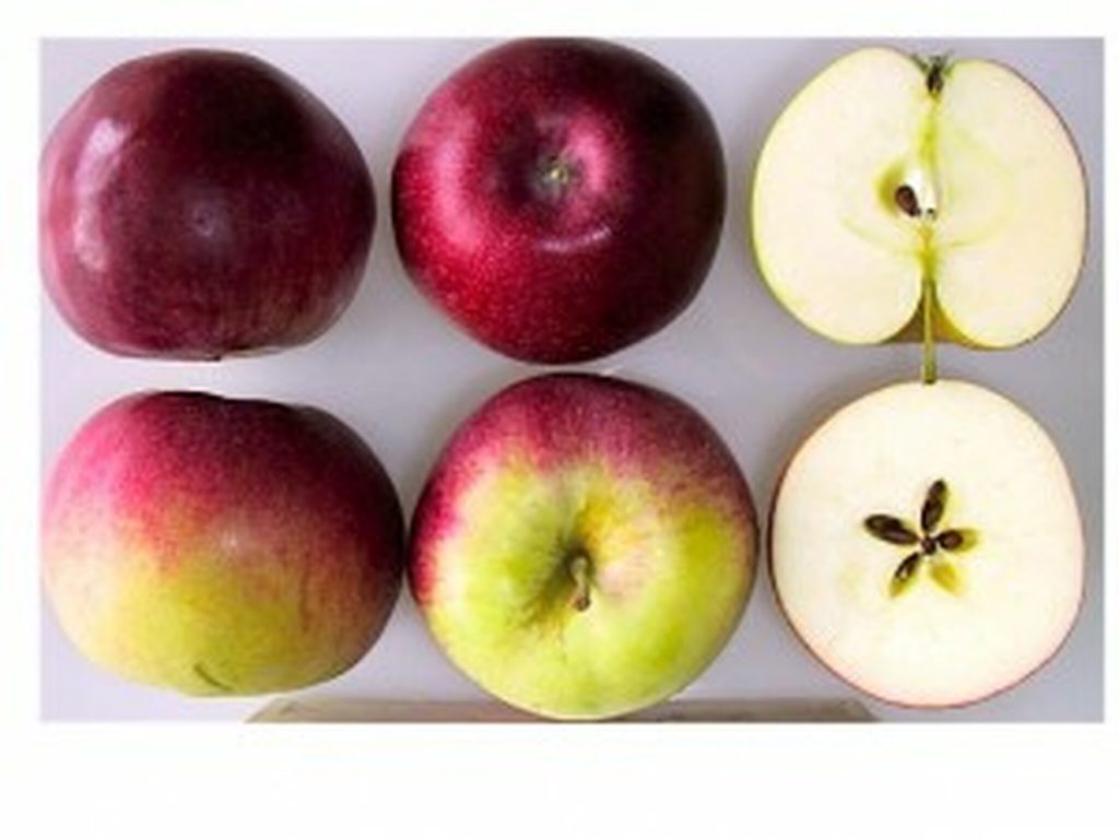 صادرات سیب صادرکننده سیب اشنویه ارومیه مراغه