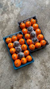 صادرکننده پرتقال نارنگی تامین کننده مازندران