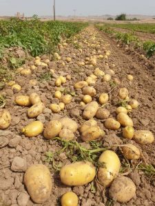 صادرات سیب زمینی - صادرکننده سیب زمینی تامین کننده