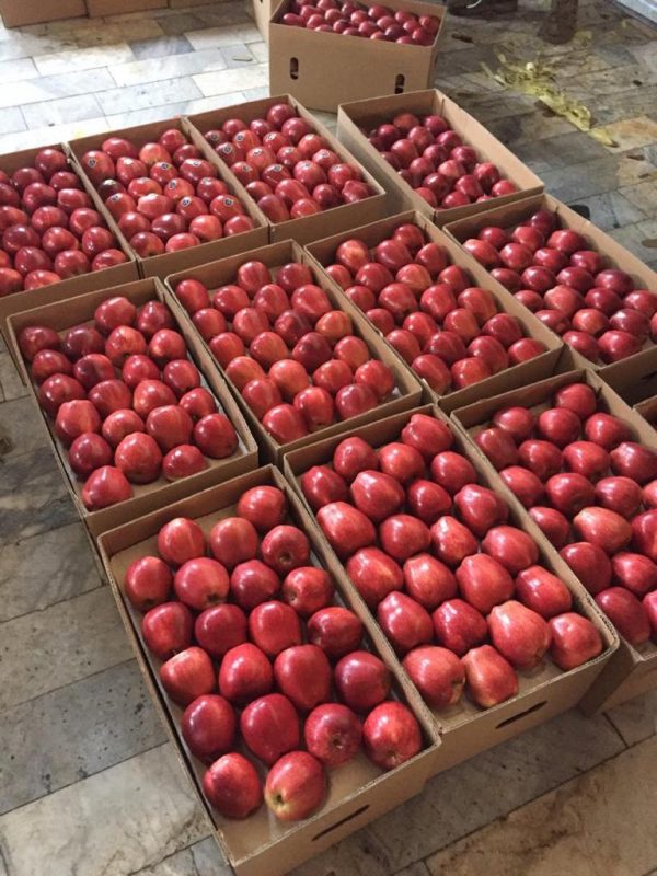 iranian apple apple exporter 