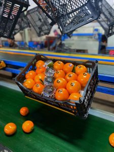 exporter of orange citrus Iran