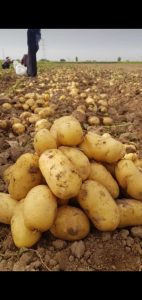 potato exporter Iran