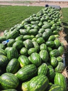 watermelon exporter Iran