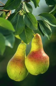 pears in winter