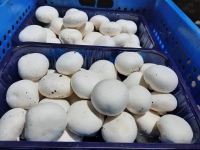 import mushroom from Iran Iraq Oman Turkey