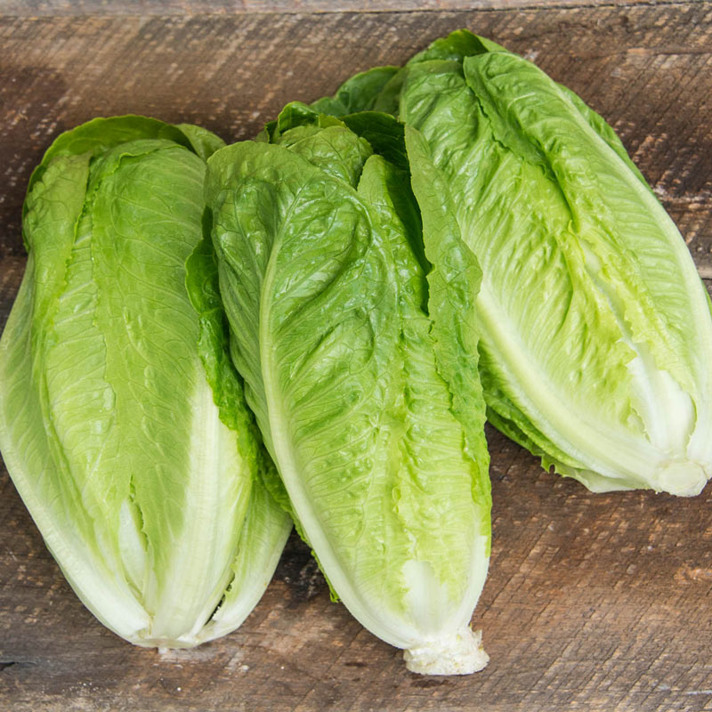 lettuce producer iran