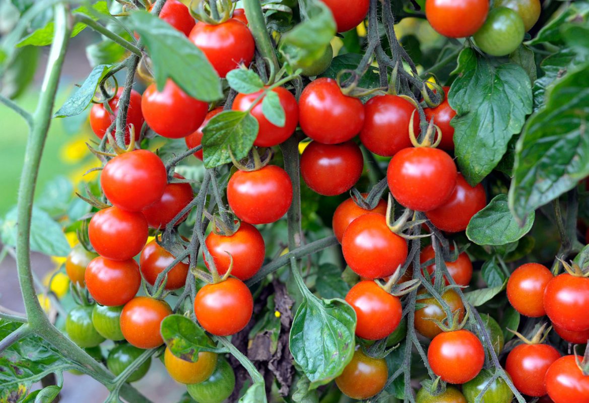 tomato paste exporter iran