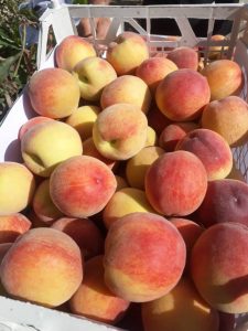 Peach Exporter Iran peach Price in Iran