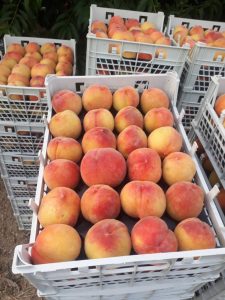Peach Supplier in Iran Iranian Peach