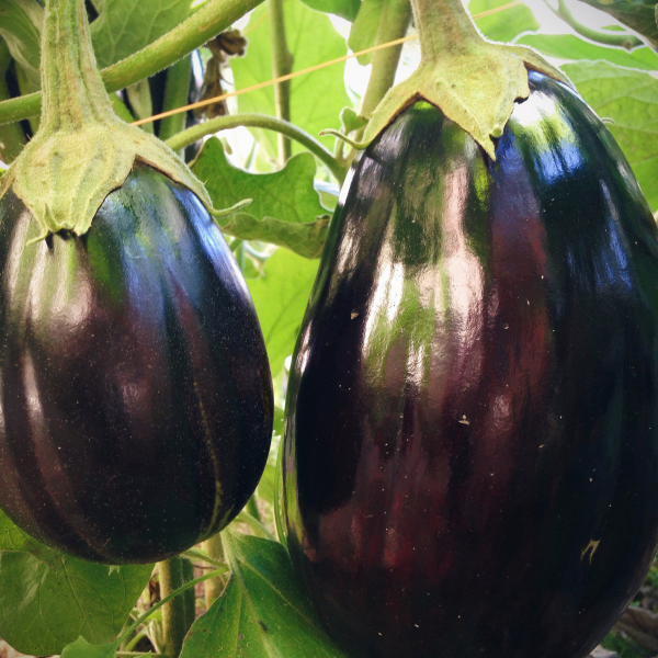 eggplant Exporter in Iran